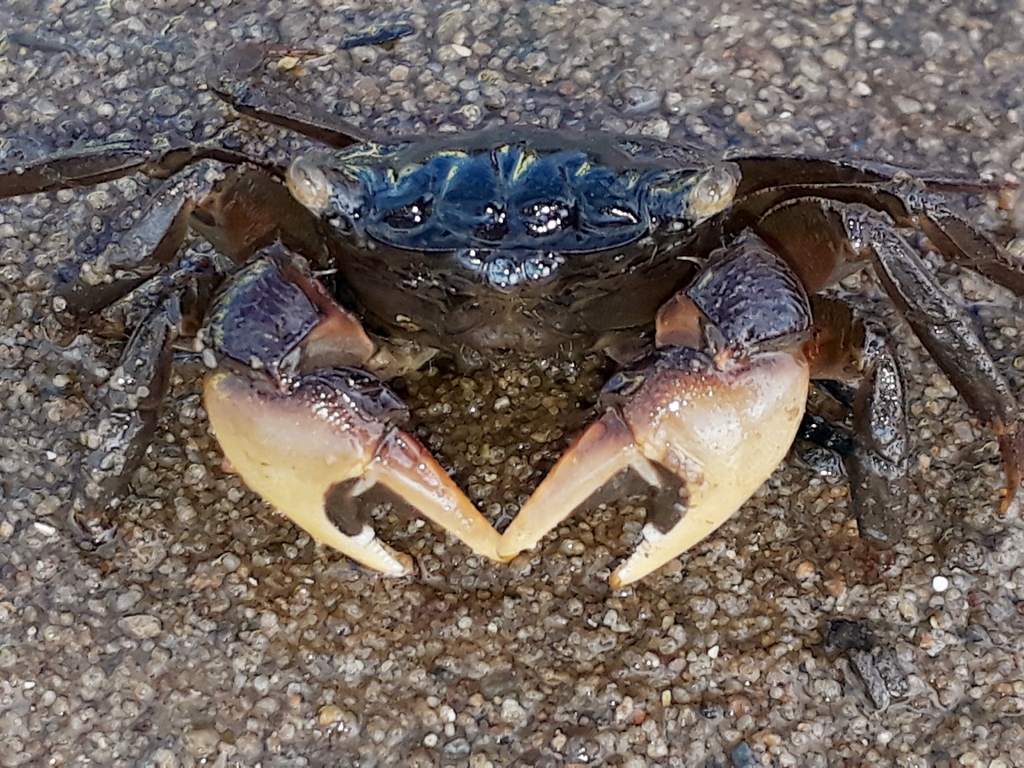 Parasesarma catenatum
