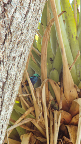 Seven-colored Tanager (Tangara fastuosa), photo 10