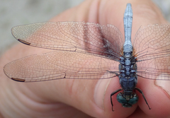 Orthetrum brachiale