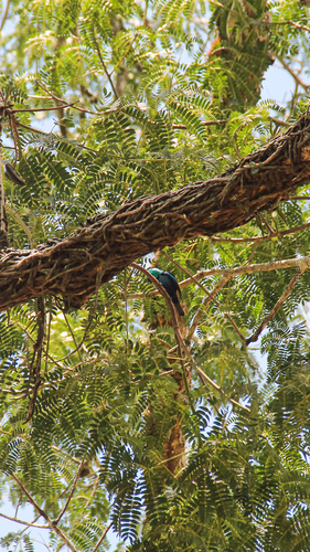 Seven-colored Tanager (Tangara fastuosa), photo 2