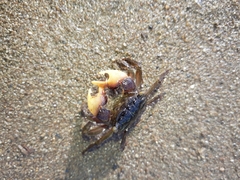 Parasesarma catenatum