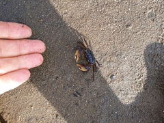 Parasesarma catenatum