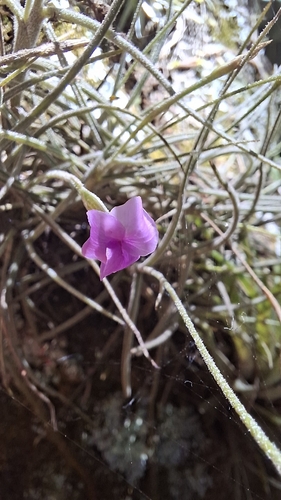 Tillandsia mallemontii, photograph 2