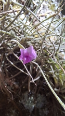 Tillandsia mallemontii, photograph (c) William G. Borges, some rights reserved (CC BY)