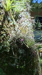 Tillandsia mallemontii, photograph (c) William G. Borges, some rights reserved (CC BY)