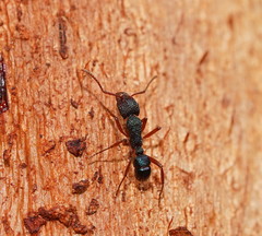 Rhytidoponera aspera