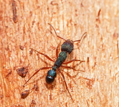 Rhytidoponera aspera