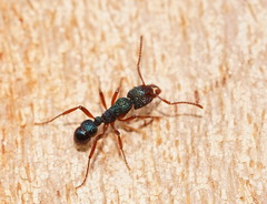 Rhytidoponera aspera