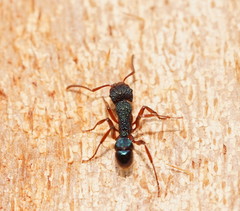 Rhytidoponera aspera