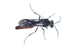 Trogaspidia