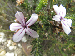 Acmadenia