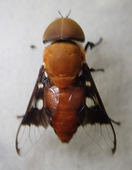 Ancala africana