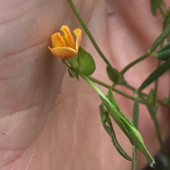 Zornia dyctiocarpa