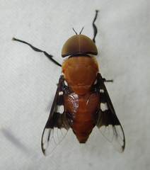 Ancala africana