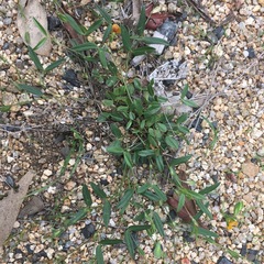 Zornia dyctiocarpa
