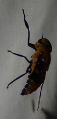 Ancala africana