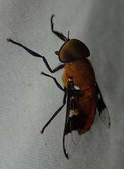 Ancala africana