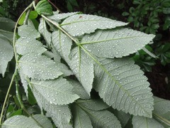Rhus javanica