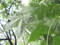 Acer pictum mono
