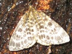 Arichanna melanaria