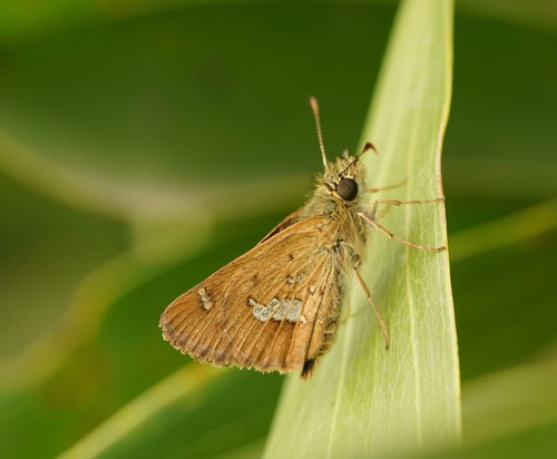 Barred Skipper