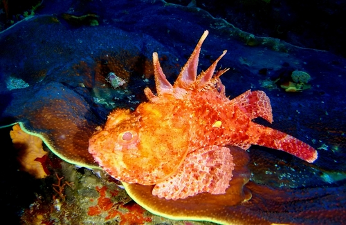 Western red rockcod (Scorpaena sumptuosa) — Scorpaenidae — 2