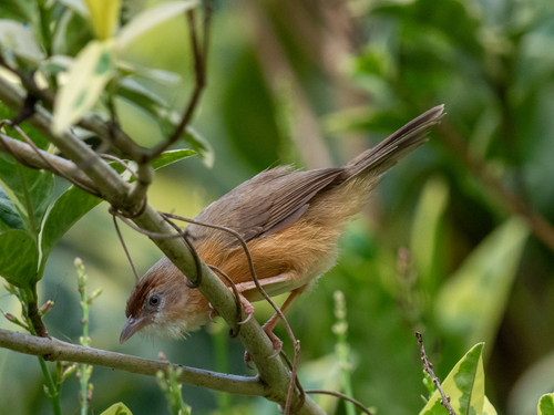 Tawny-bellied Babbler (Dumetia hyperythra), photo 5