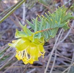 Pimelea suaveolens