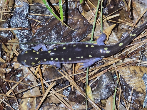 Spotted Salamander