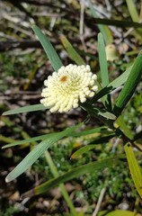 Isopogon sphaerocephalus