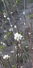 Prunus salicina
