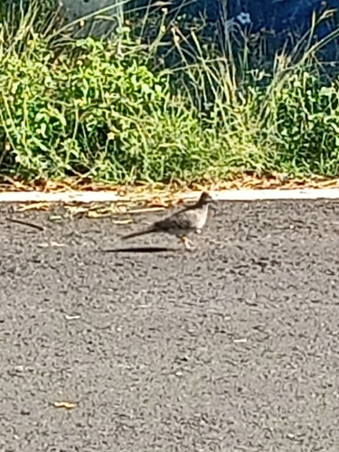 Zebra Dove