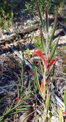 Adenanthos barbiger