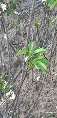 Prunus salicina