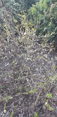 Prunus salicina