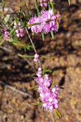 Hypocalymma robustum