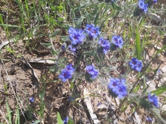 Alkanna tinctoria