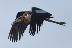 Greater Adjutant photo 2