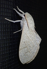 Neoclanis basalis