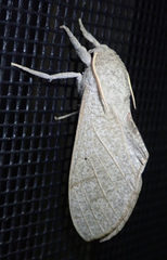 Neoclanis basalis