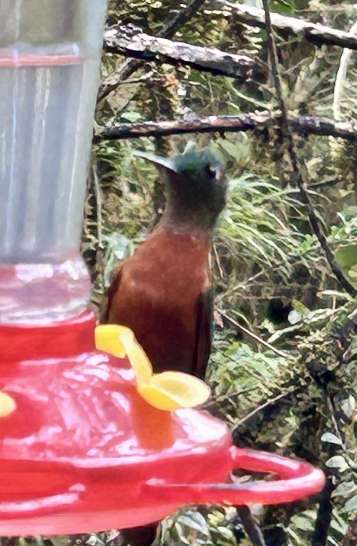Chestnut-breasted Coronet (Boissonneaua matthewsii), photo 2