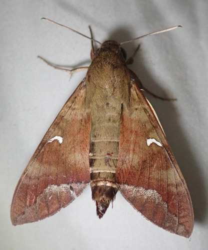 Comma Nephele