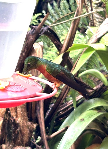 Chestnut-breasted Coronet (Boissonneaua matthewsii)