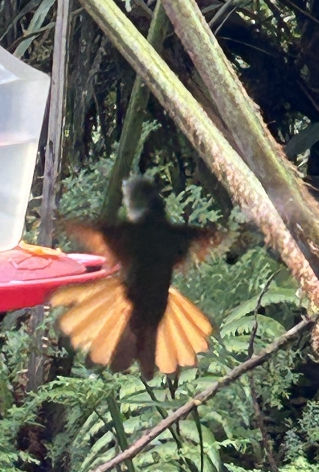 Chestnut-breasted Coronet (Boissonneaua matthewsii), photo 3