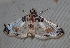 Analyta calligrammalis