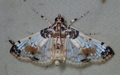 Analyta calligrammalis