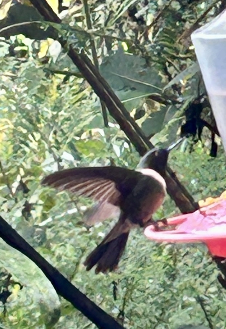 Amethyst-throated Sunangel (Heliangelus amethysticollis), photo 3