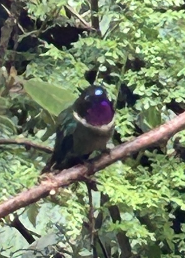 Amethyst-throated Sunangel (Heliangelus amethysticollis), photo 2
