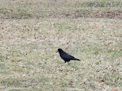 Corvus frugilegus