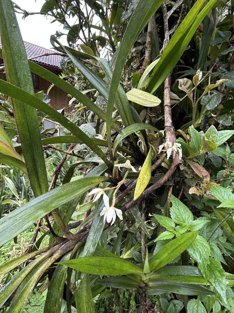Maxillaria fraudulenta